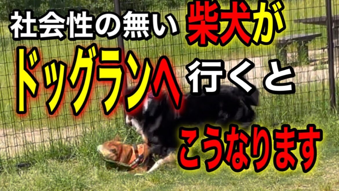 ドッグランで柴犬はこんな事もあります