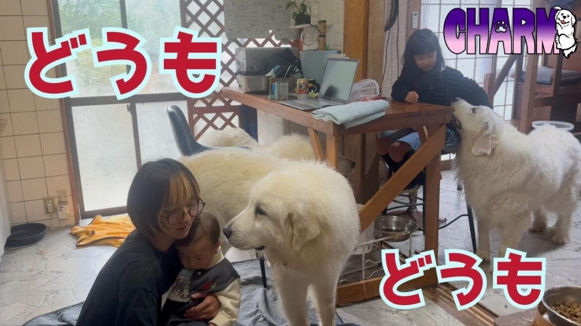 【どうも】室内でゴロゴロする日です。【グレートピレニーズ】