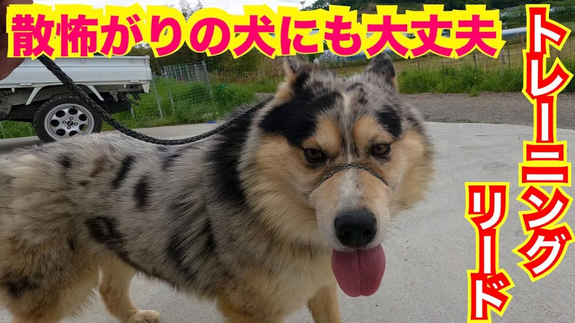オーストラリアンシェパードMIXシュンくんにトレーニングリード付けてみた