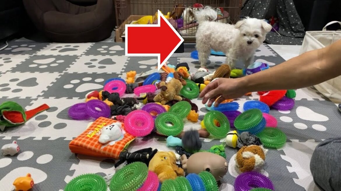 愛犬の大量のおもちゃをぶち撒けたらこうなった【マルチーズ】