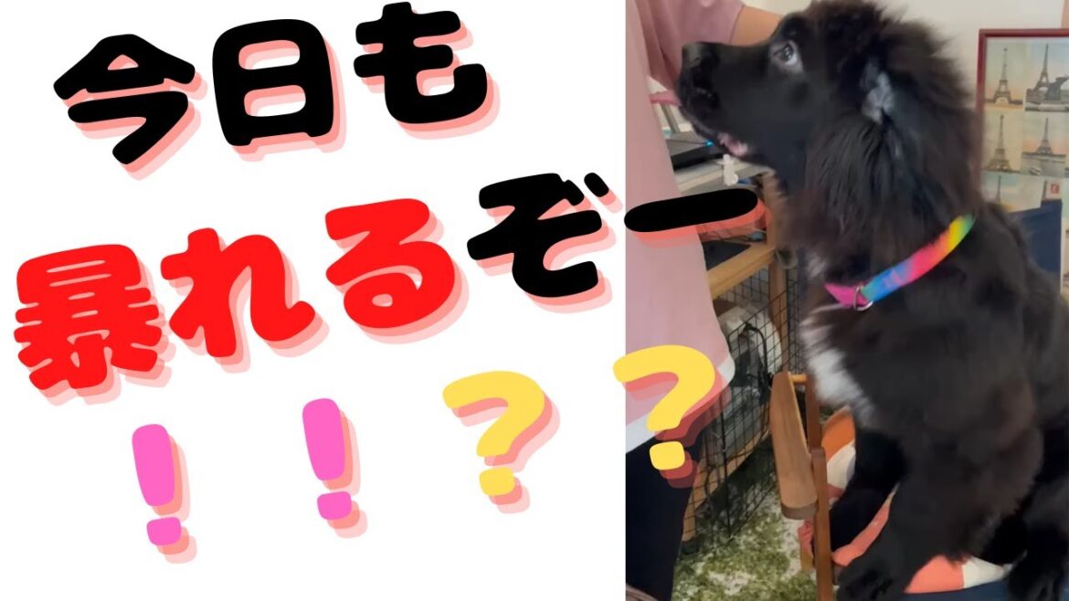 今日も元気に大暴れ！？（ニューファンドランド・ハニーちゃん・超大型犬・ハニライちゃんねる） #shorts