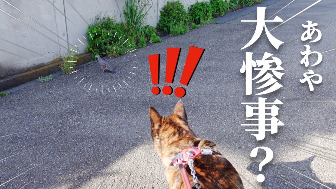 危ない！！狩猟本能に目覚めた甲斐犬にロックオンされた鳩が！！！！【甲斐犬・柴犬】