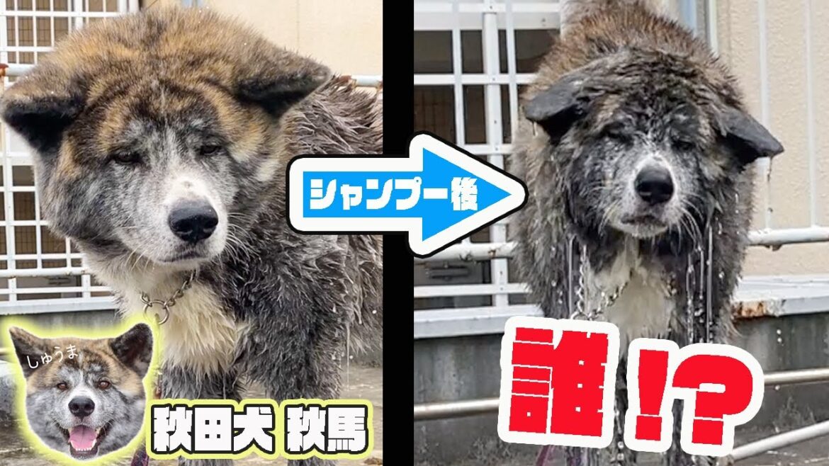 丸顔秋田犬をシャンプーしたら、実は小顔だった事が判明しました。【虎毛】【大型犬】【akita dog】 丸顔秋田犬をシャンプーしたら、実は小顔だった事が判明しました。【虎毛】【大型犬】【akita dog】