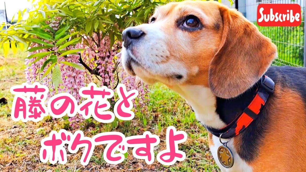 ビーグル犬　やっぱり花とか興味ない！