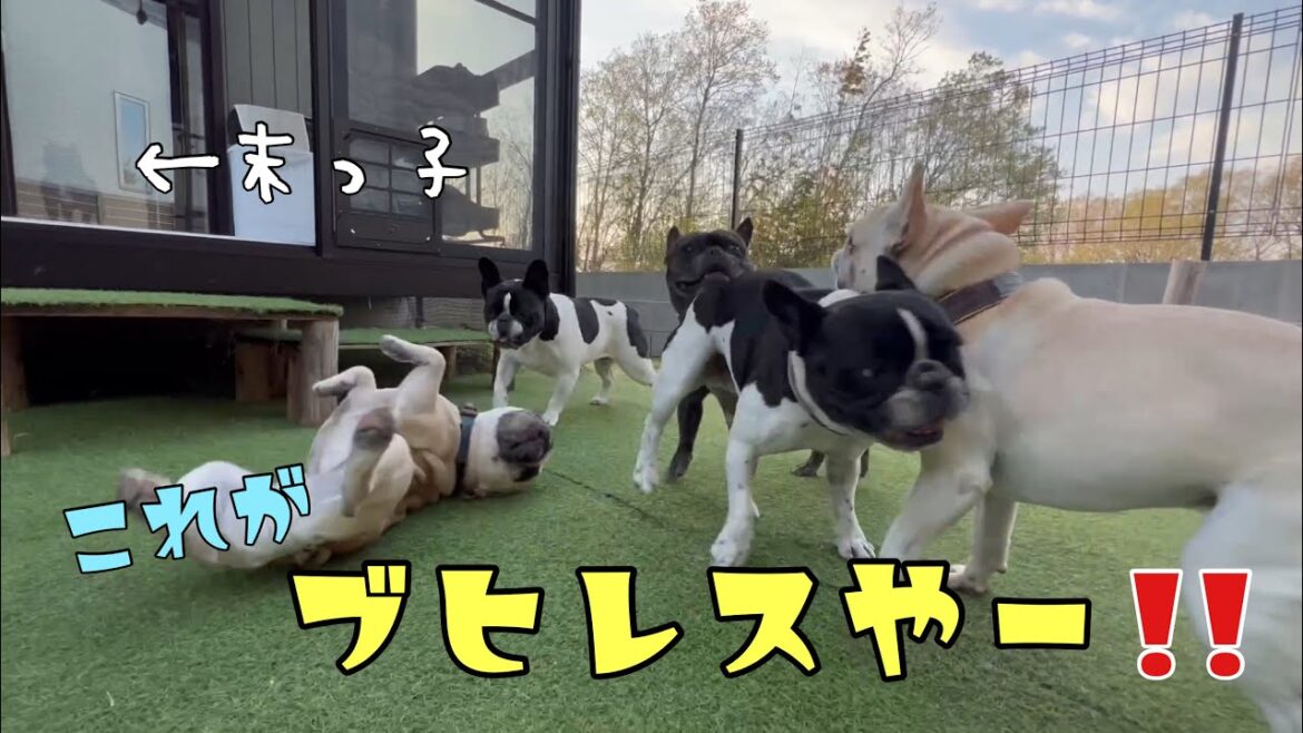 多頭飼いあるある⁈末っ子犬がいるとき～いない時ｗ