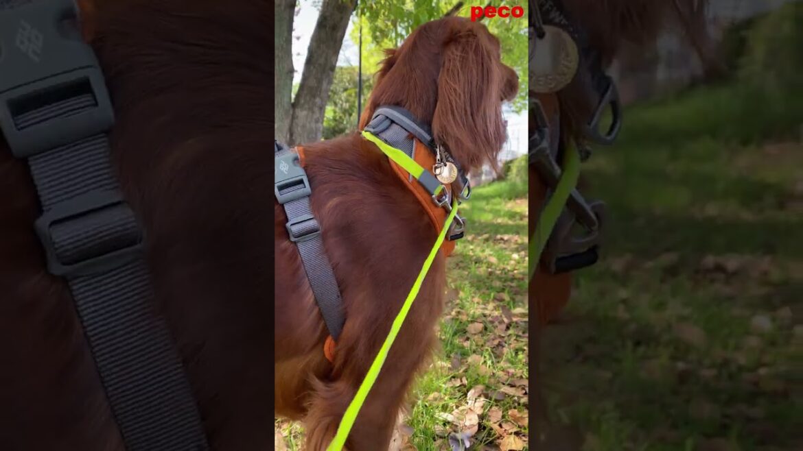 元気印・Energy mark #shorts （peco PV）　アイリッシュセター（アイリッシュセッター） Irish Setor（Irish Setter）