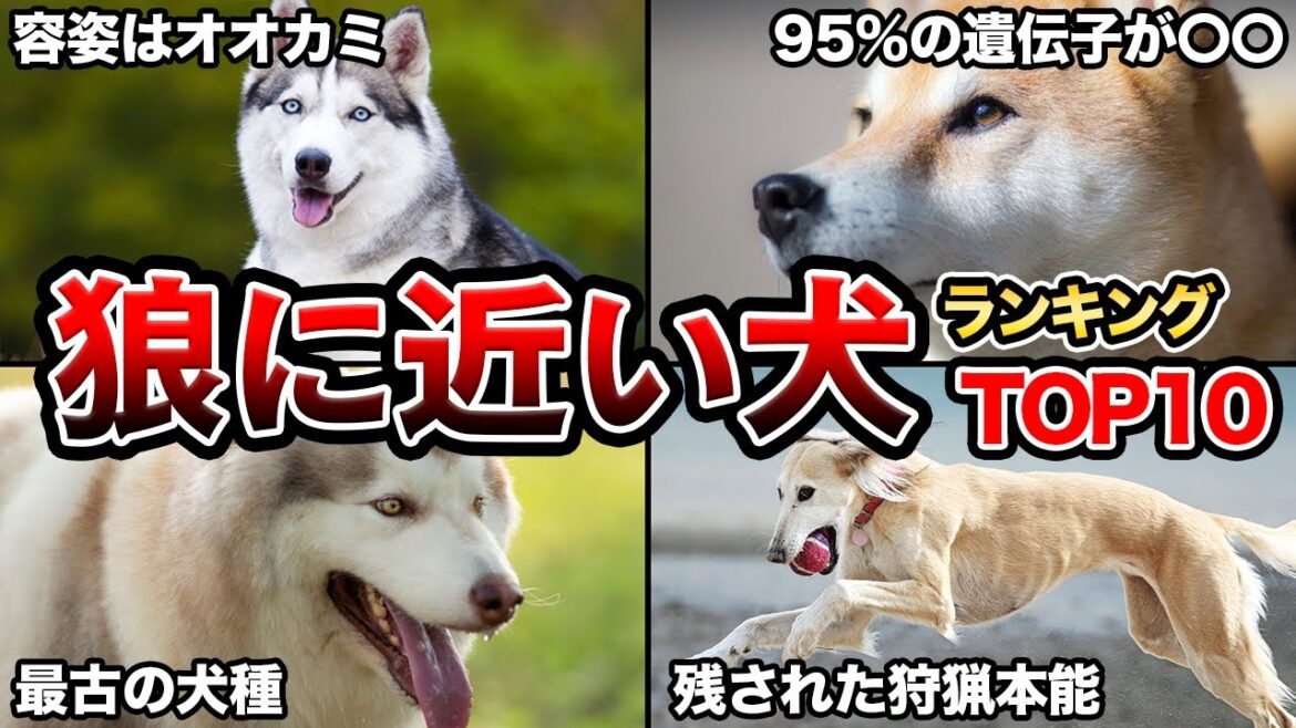 【DNA解析で判明】狼に近い犬種ランキングTOP10