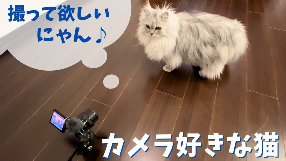 カメラ好きな猫|ラガマフィンのラガさん カメラ好きな猫|ラガマフィンのラガさん
