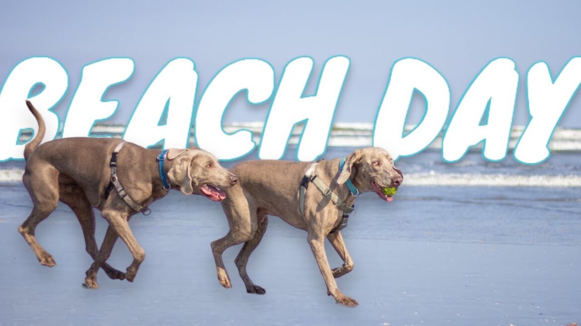 大型犬3匹を海で遊ばせたらこっちまでめちゃくちゃ癒された！