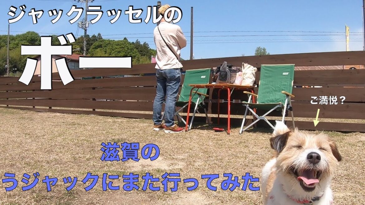 ジャックラッセルのボー　また滋賀のうジャックに行ってみた①