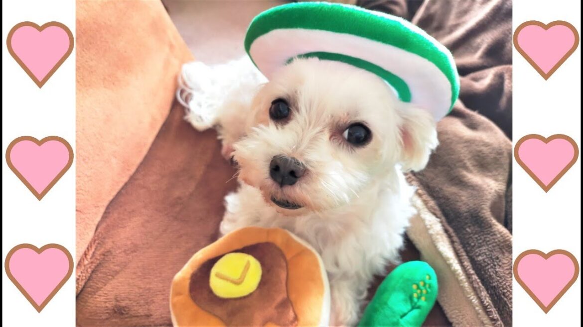 元保護犬と50代主婦の何でもない楽しい一日/浴衣でお散歩🐾ニコのパンケーキ売り🎂カツオに夢中🐟の3本です/マルチーズ