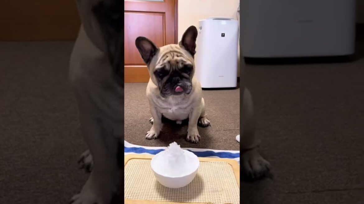 かき氷食べたよ☆味なしだけどね☆フレンチブルドッグの看板犬ぶーちゃん#shorts