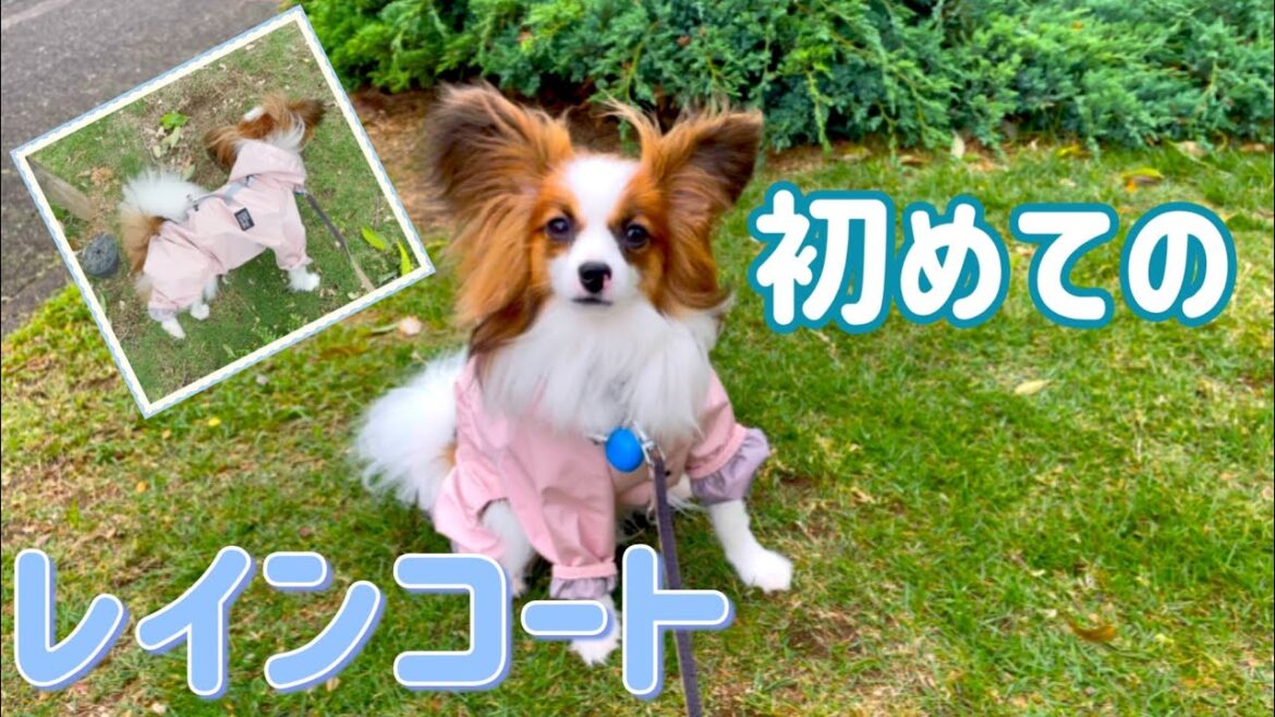 【パピヨン】服が苦手な犬がレインコートを着て散歩した結果 | This dog is dressed and can't go for a walk.