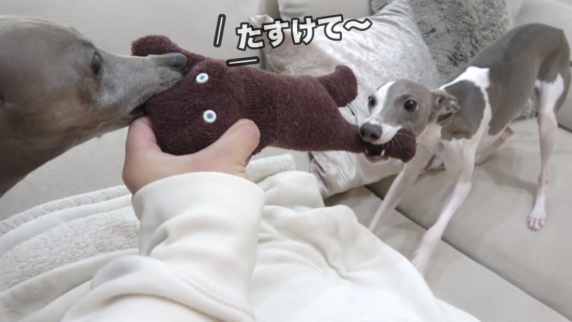 犬たちにクツシタ人を見せたら奪い合いになるほど人気だったwww【イタグレ】