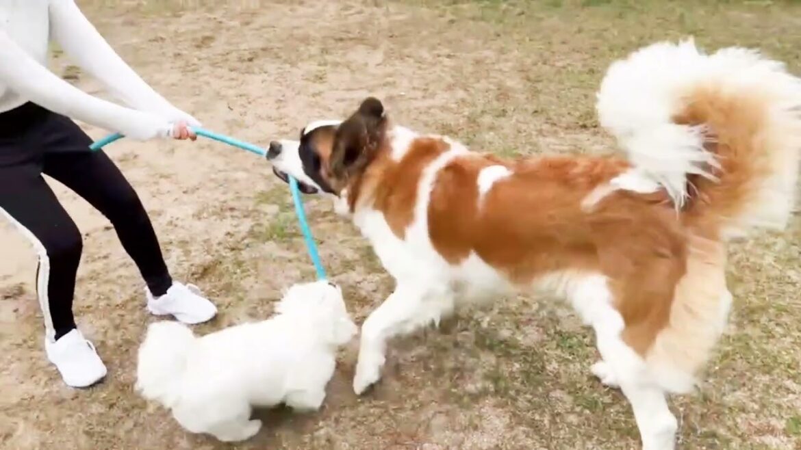 【まさかの日！】平凡なセントバーナードの日記[No way! Diary of an Ordinary Saint Bernard