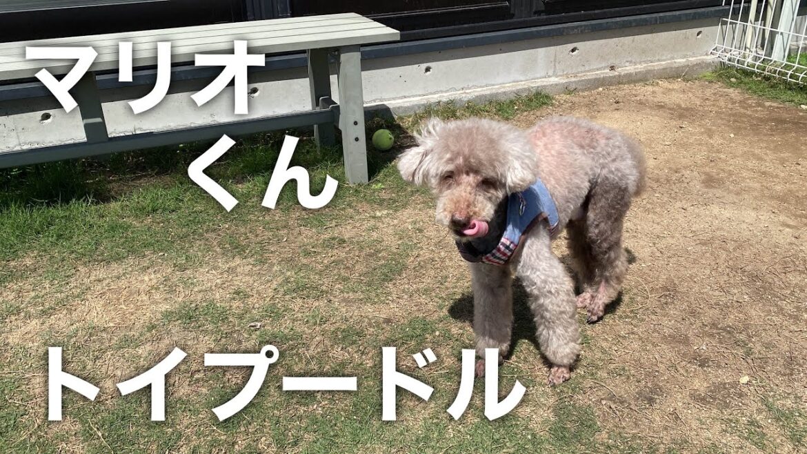 トイプードル　マリオくん【Toy poodle】