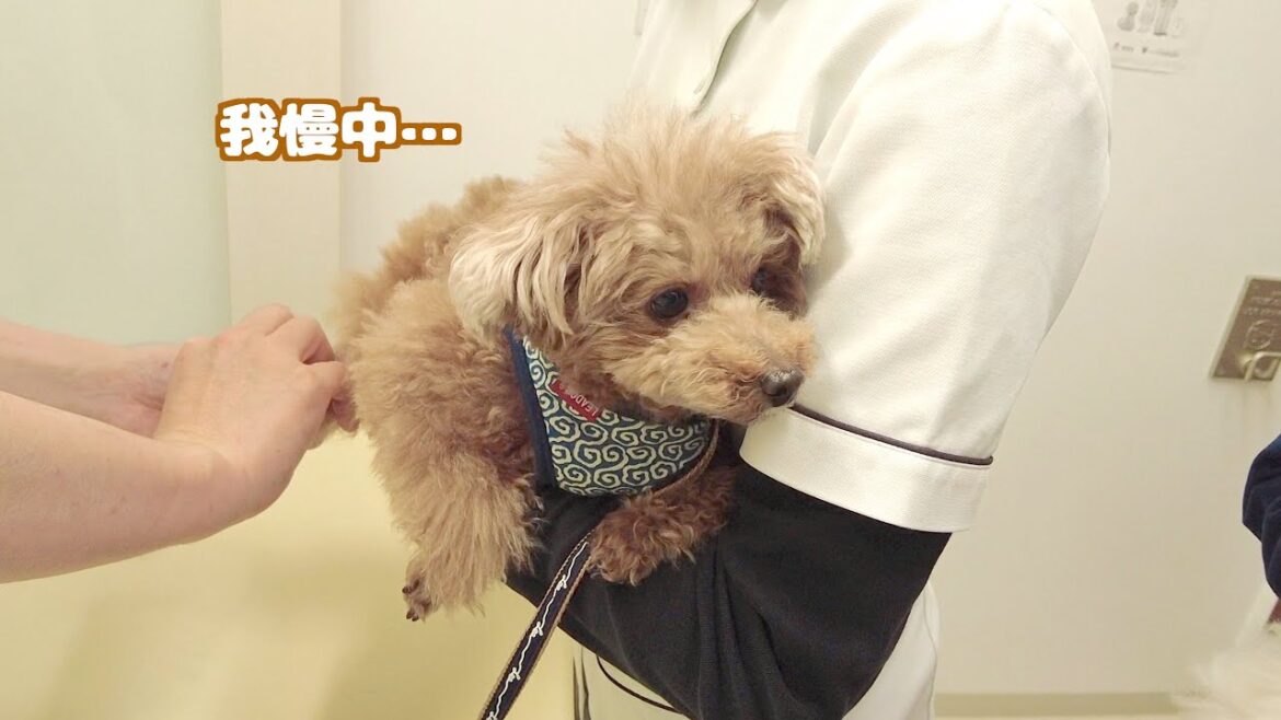 動物病院で兄妹一緒に検査(+注射)を頑張ってきた様子がこちら