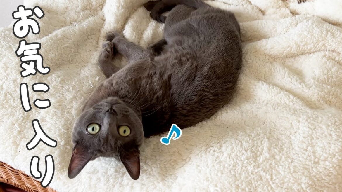 猫家具配置変えしたら猫たちのお気に入り場所が増えました！