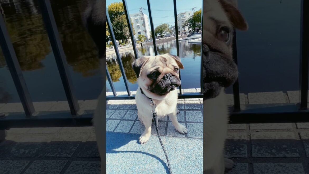 [パグ]池で🐶ﾎﾟｶﾎﾟｶ☀️ (dog by the pond) #shorts