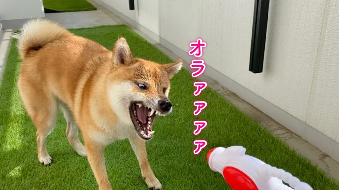 水鉄砲で表情が一変…豹変する柴犬 水鉄砲で表情が一変…豹変する柴犬