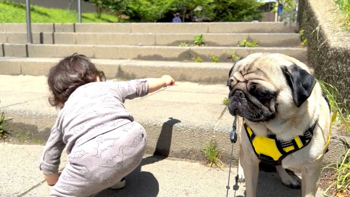 弟のペースに合わせておさんぽするパグが可愛すぎる【パグ2歳】
