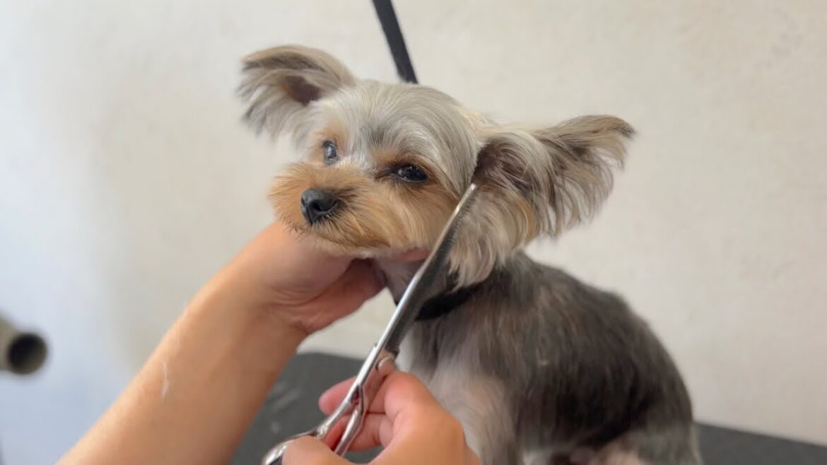 トリミングを覚えたてのパピーのヨークシャーテリア✂︎（ベルちゃん）