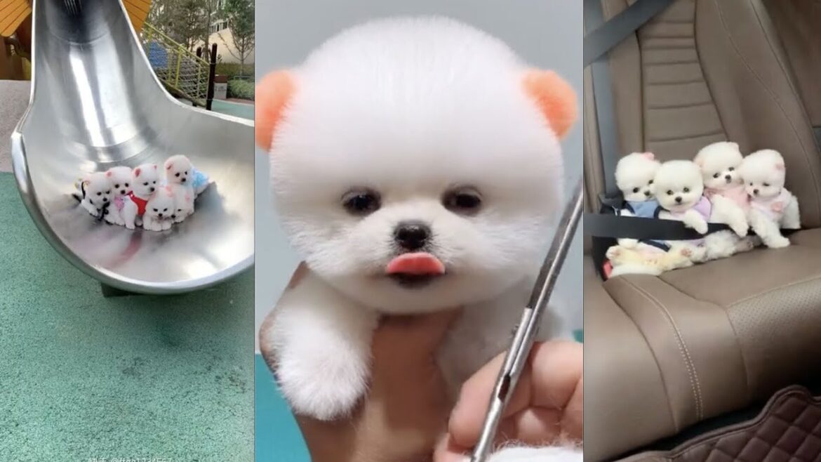 子犬のポメラニアンまとめ♡Pomeranian puppies♡강아지