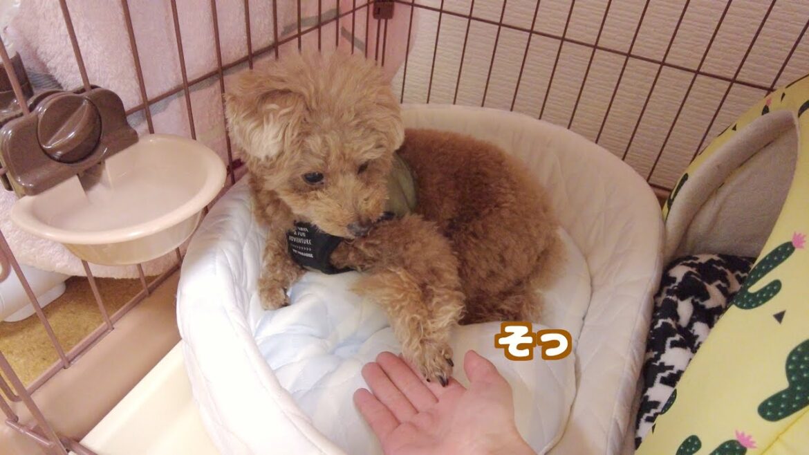 散歩前、自分の部屋に引きこもる愛犬を色々誘惑してみたら…
