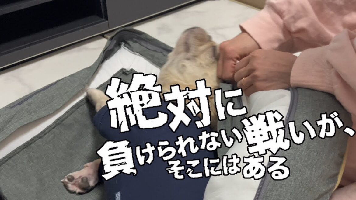 絶対に邪魔したい愛犬 vs 絶対にカバーをつけたい飼い主#キャバリア #多頭飼い #フレンチブルドッグ #いぬ