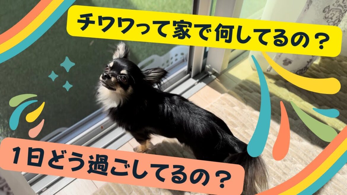 【チワワの日常】いつも家で何してる?1日どう過ごしてる? 【チワワの日常】いつも家で何してる?1日どう過ごしてる?