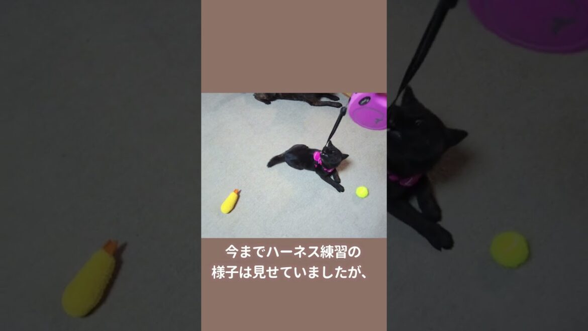 【甲斐犬】生後2ヶ月の子犬とおうちの中で散歩の練習をしてみたら…