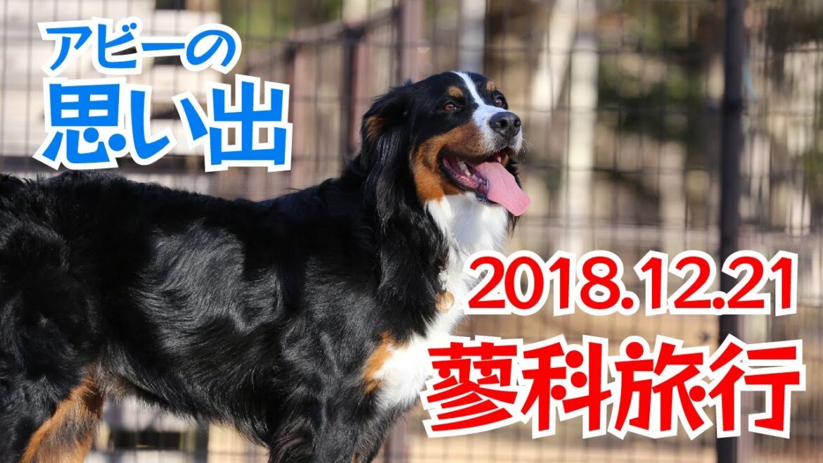 アビー🌈の思い出⑧ 蓼科旅行 2018.12.21 バーニーズ・マウンテン・ドッグ