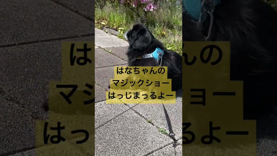 【マジックショーmagic】始まるよ‼️ペキニーズ犬 #dog #peki #いぬ #犬のいる暮らし#保護犬 #いぬすたぐらむ