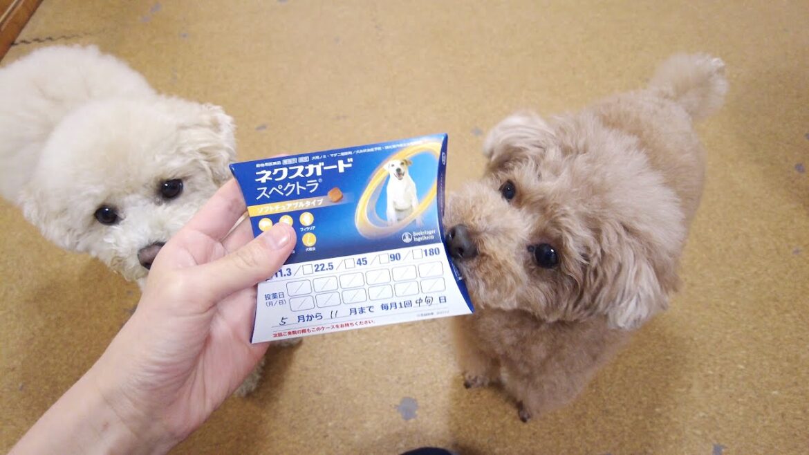 動物病院で貰ったノミ・ダニ薬をあげようとしたら妹犬の反応に変化が…