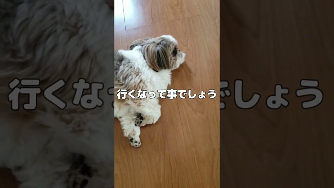 留守をお願いしたら道を通行止めにしたシーズー【犬Vlog】
