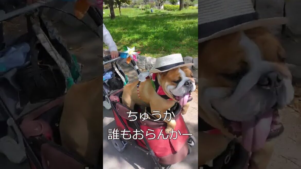 カンカン帽をかぶってるのはぼくバウム、ブルドッグのバウム！
