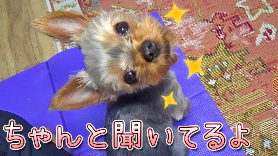 【ヨークシャテリア】話し相手になってくれる⁇ヨークシャテリア【Yorkshire Terrier】