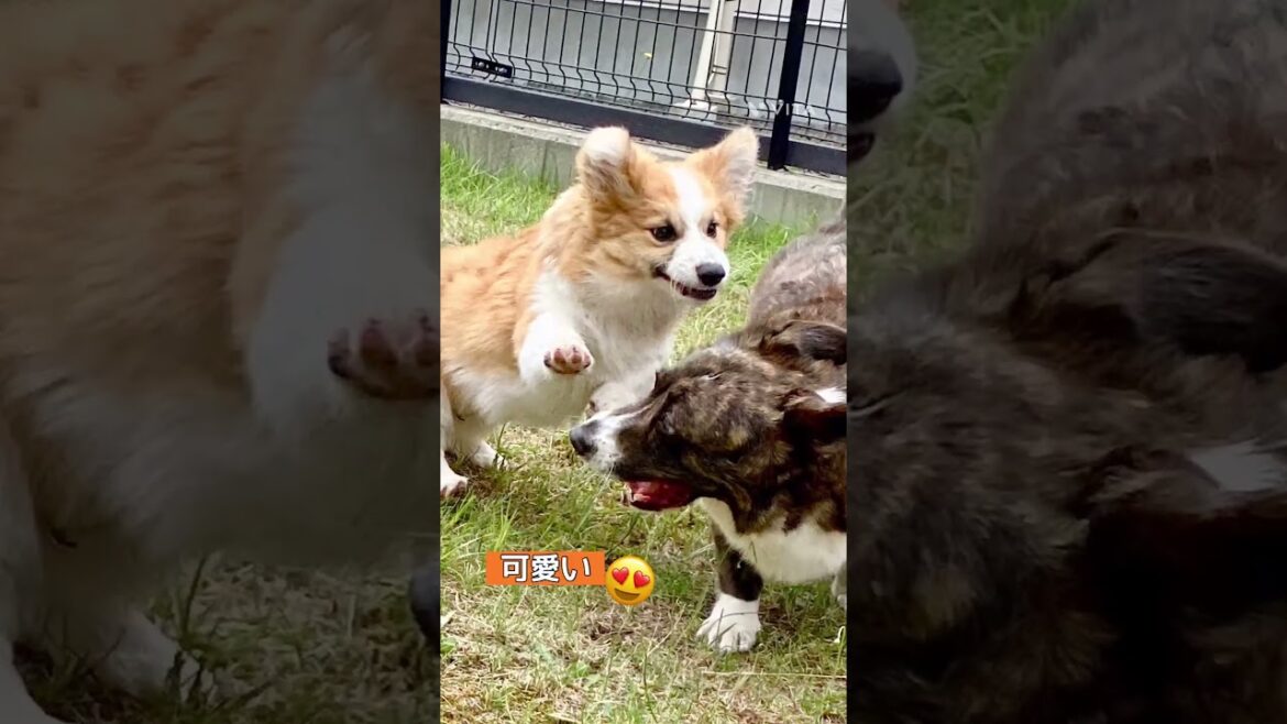 パピーコーギー 激しい かけっこ。。367