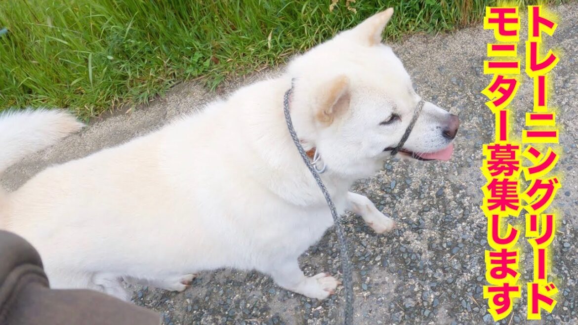 紀州犬キッシュにトレーニングリード付けたら凄い事がわかった