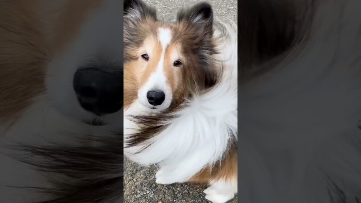 また風が強いですよ～ 《シェルティ》