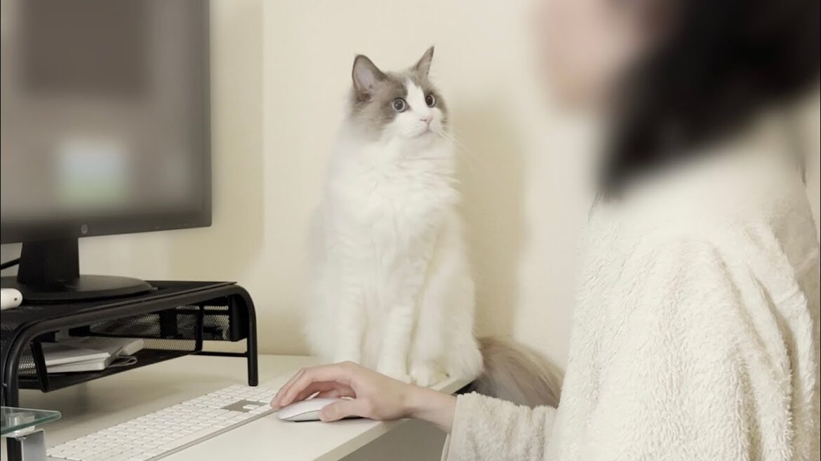 飼い主が突然しゃっくりしだしたらラグドール猫が心配してこうなりました…