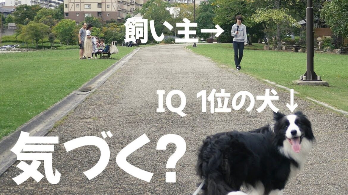 散歩中に飼い主とすれ違ったボーダーコリーの反応がかわいすぎるｗ