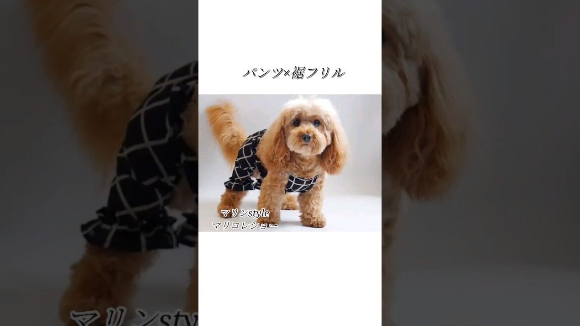 重ね着コーデが楽しめる犬のパンツファッション👖#shorts #dog #犬 #ミックス犬 #犬服ハンドメイド