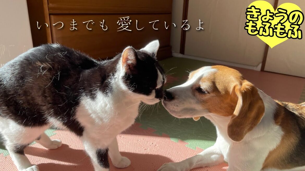 すず姐は虹の麓へ日向ぼっこに行きました🌈【ビーグルさつきとポメと猫】 すず姐は虹の麓へ日向ぼっこに行きました🌈【ビーグルさつきとポメと猫】