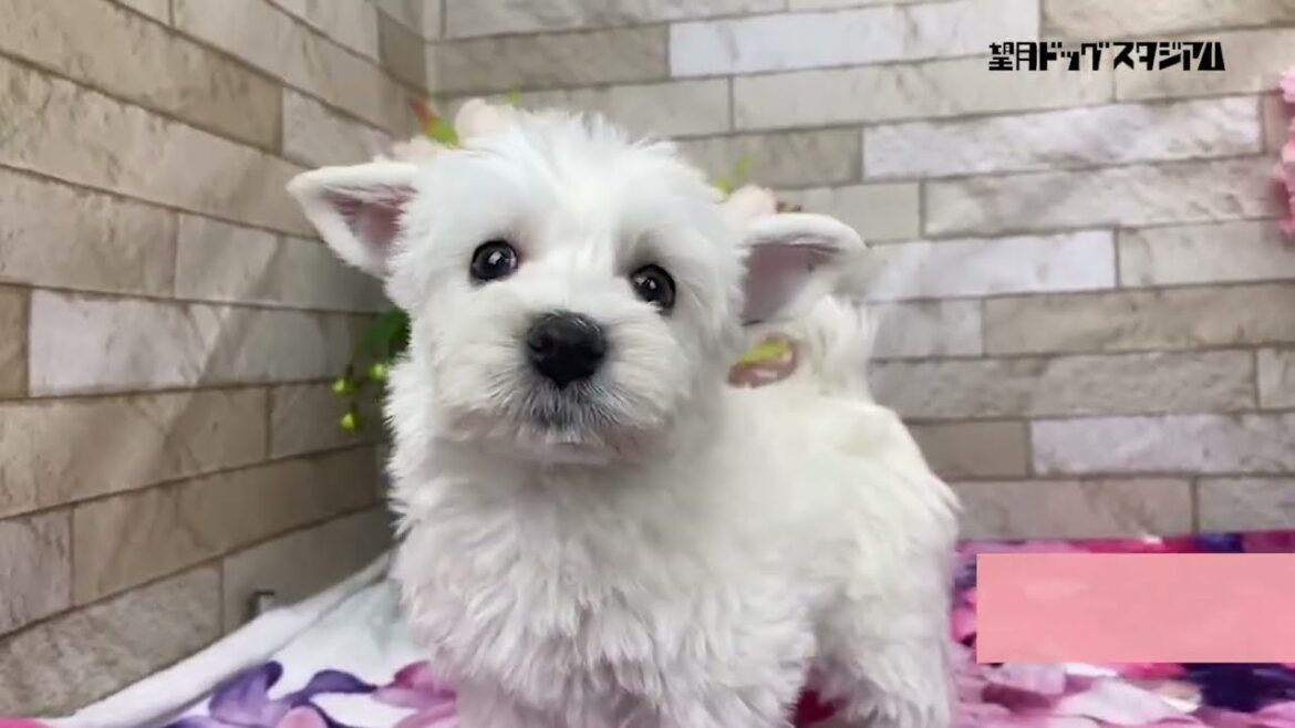 ウエスト・ハイランド・ホワイト・テリアの子犬 2023年2月1日生まれ オス 【元気いっぱいのウェスティーの男の子】
