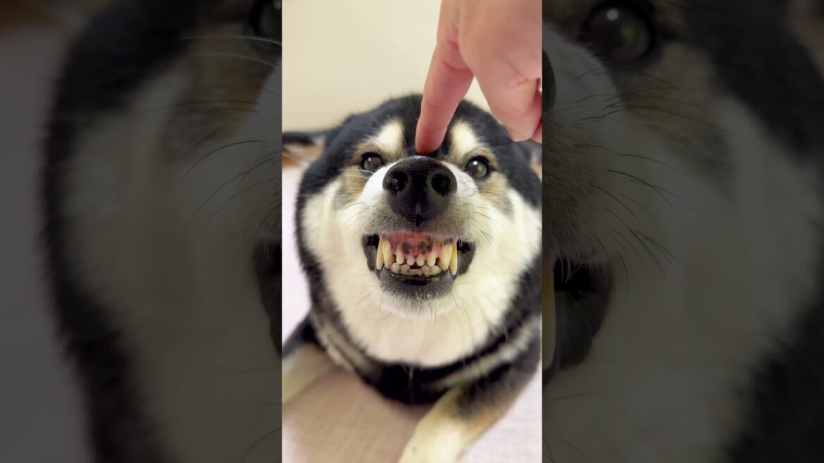 【悲報】飼い主に甘えてくる柴犬が怖すぎた...。