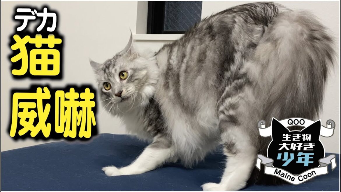 【メインクーン】子どもに威嚇する大型猫。本気？それとも…