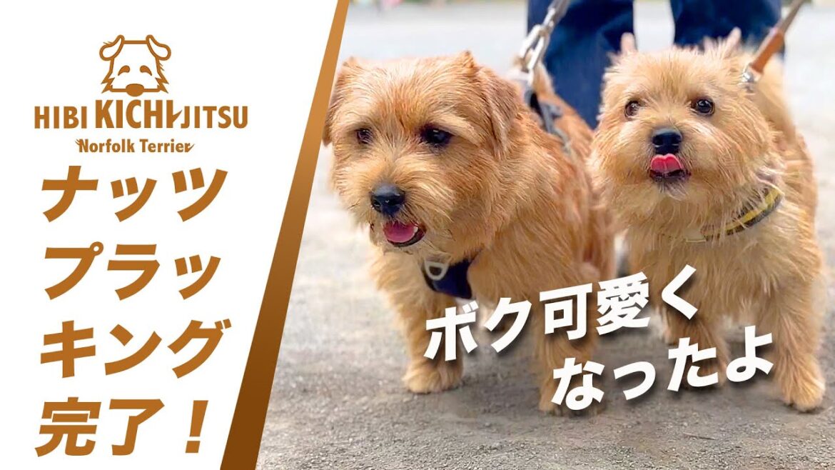 愛犬キチと仲良しノーリッチテリアのナッツ【  norfolkterrier ノーフォークテリア norwichterrier dog】 愛犬キチと仲良しノーリッチテリアのナッツ【  norfolkterrier ノーフォークテリア norwichterrier dog】