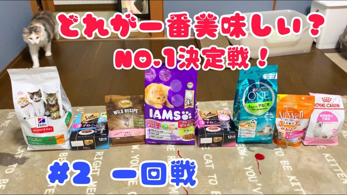 一番美味しいキャットフード決定戦 #2 第一回戦 【ノルウェージャンフォレストキャットと三毛猫】 一番美味しいキャットフード決定戦 #2 第一回戦 【ノルウェージャンフォレストキャットと三毛猫】