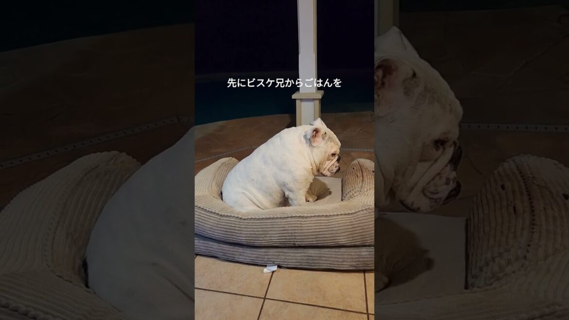 #shorts #deaf アピール増し増し #めんどくさく犬 #ブルドッグ